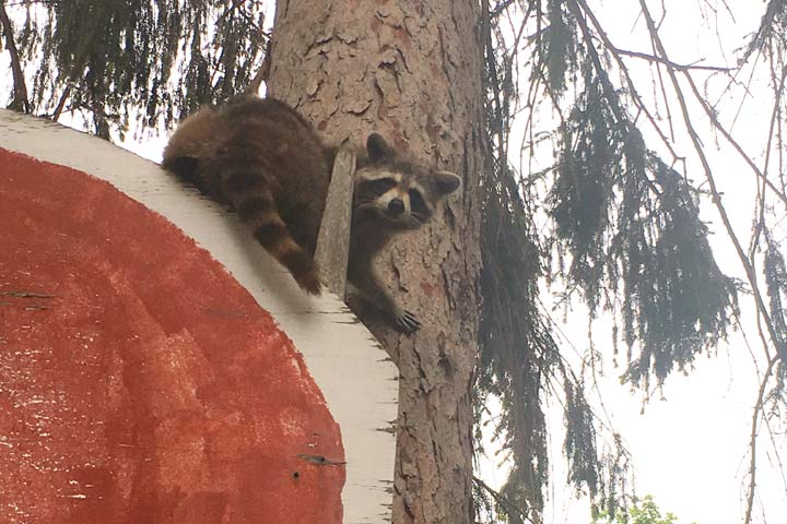 Raccoon Control and Removal Services