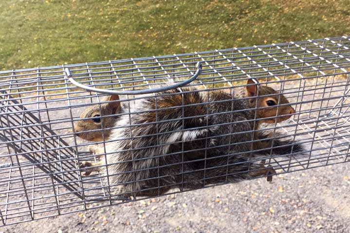 Finger Lakes Squirrel Removal Services