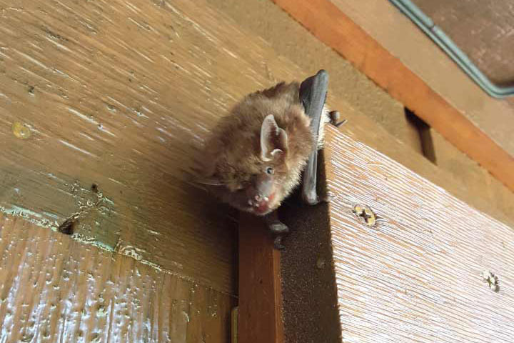 Animal Control Bats