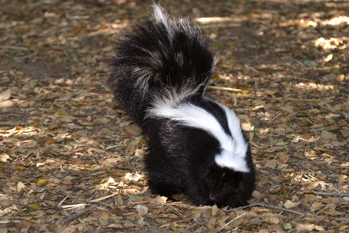 Finger lakes animal control skunk