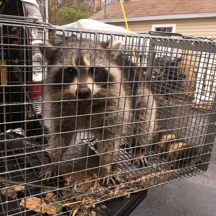 Finger Lakes Raccoon Control and Removal Services